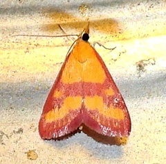 Pyrausta laticlavia