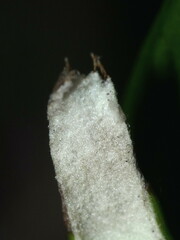 Celmisia spectabilis spectabilis