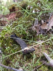 Xylophanes falco