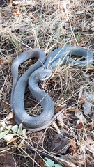 Coluber constrictor mormon