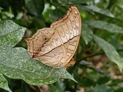 Vindula dejone erotella