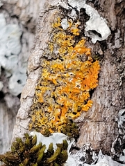 Xanthomendoza