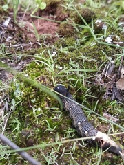 Xylophanes falco