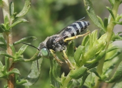 Bembix americana comata