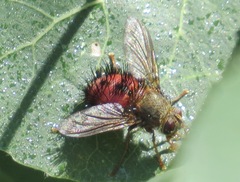 Hystricia abrupta