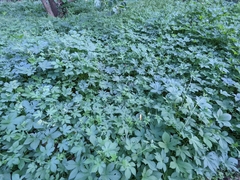 Humulus scandens