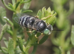 Bembix americana comata