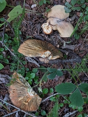 Lactarius deliciosus