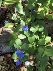 Ceratostigma plumbaginoides