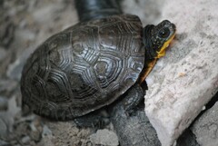 Emydoidea blandingii