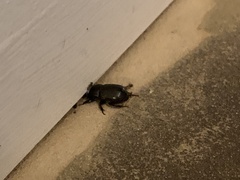 Euetheola