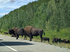 Bison bison