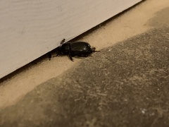 Euetheola