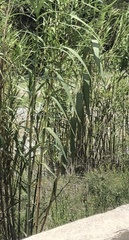Arundo
