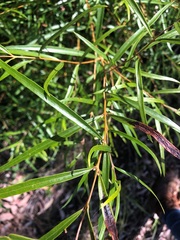 Notelaea linearis