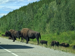 Bison bison