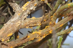 Puccinia evadens