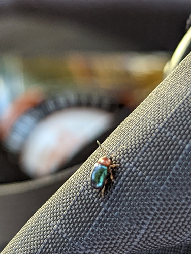 Knotweed Leaf Beetle