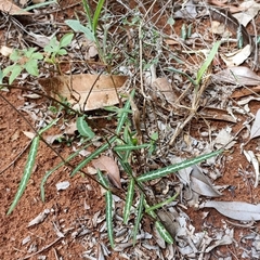 Hemidesmus indicus