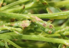 Aceria baccharipha