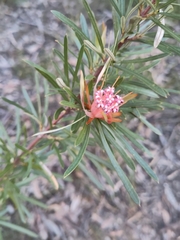 Lambertia formosa