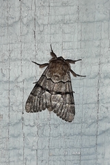 Panthea furcilla