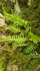 Polypodium virginianum