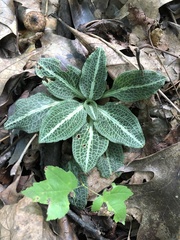 Goodyera pubescens