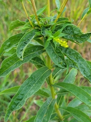 Procecidochares atra