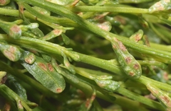 Aceria baccharipha