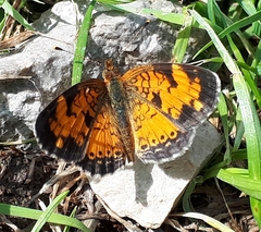 Phyciodes cocyta