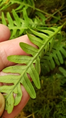 Polypodium virginianum