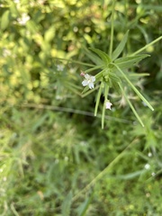 Epilobium ciliatum