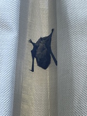 Chiroptera