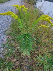 Procecidochares atra