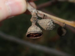 Eucalyptus todtiana