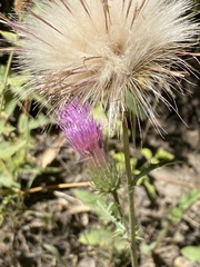 Cirsium andersonii
