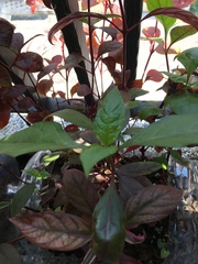 Excoecaria cochinchinensis