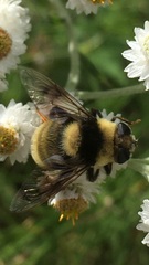 Eristalis flavipes