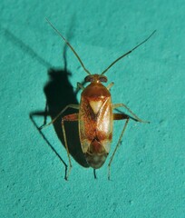 Dagbertus flavoscutellatus