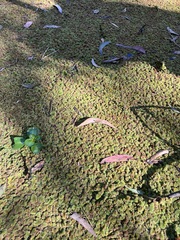 Azolla pinnata
