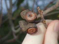 Eucalyptus todtiana
