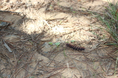 Ormiscodes cinnamomea