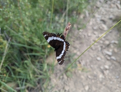 Limenitis arthemis rubrofasciata