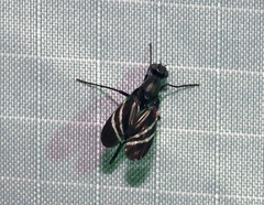 Tritoxa flexa