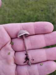 Panaeolus