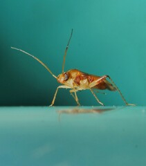 Dagbertus flavoscutellatus