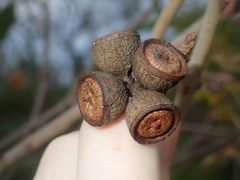 Eucalyptus todtiana