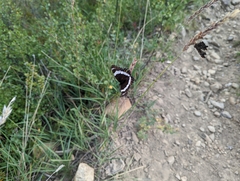 Limenitis arthemis rubrofasciata