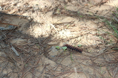 Ormiscodes cinnamomea